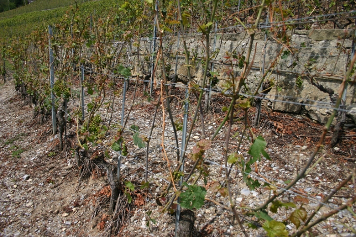 Vignes grelees Lavaux - 081
